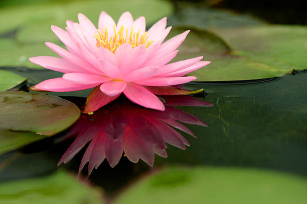 lotus-flower-and-reflection-on-water-picture-id174922511 | Lama Yeshe Ling